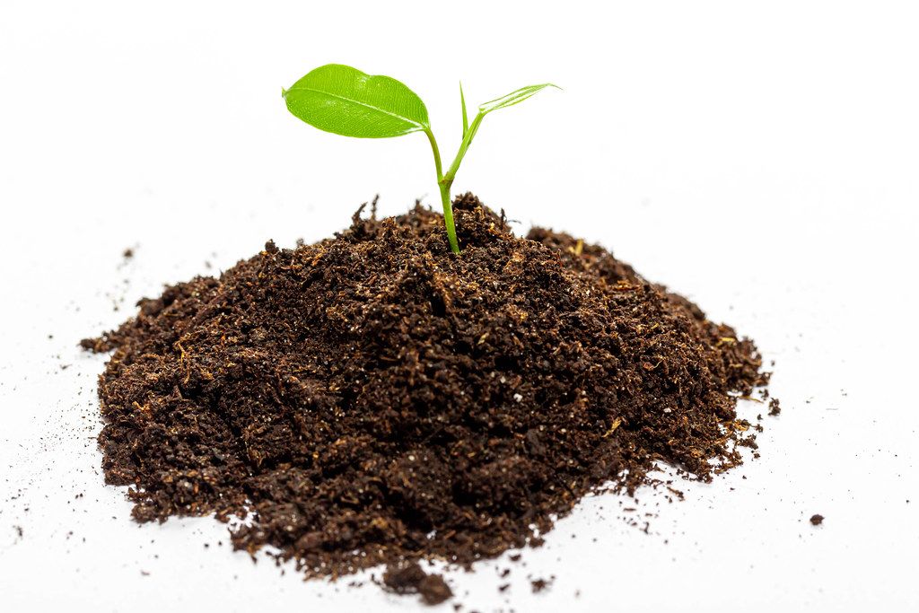 The Growing Popularity of Urban Farming Among City Dwellers