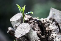 Free photo: Grow, Leaves, Trunk, Plant, Nature - Free Image on Pixabay ... The Growing Public Interest in Local Products and Brands