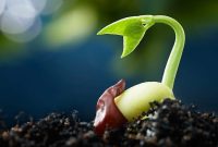 3840x2160px | free download | HD wallpaper: selective focus photography ... The Growth of Local Startups in the Global Marketplace