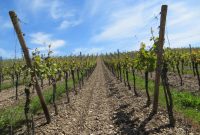 Growing Plants Free Stock Photo - Public Domain Pictures Growing Public Awareness of Healthy and Active Living
